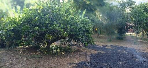 Sítio, 2 quartos, 1980 m² - Foto 1