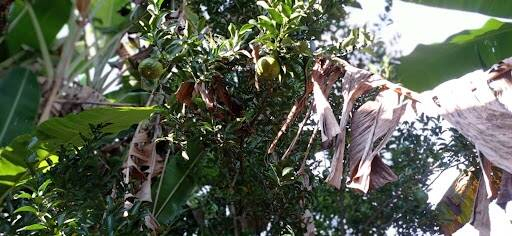 Sítio, 2 quartos, 1980 m² - Foto 2