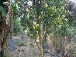 Chácara para Venda em Antônio Dias - 5