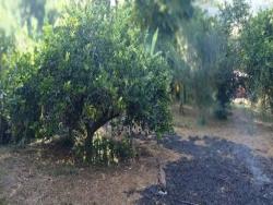 Venda em Baratinha - Antônio Dias