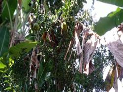 Chácara para Venda em Antônio Dias - 2