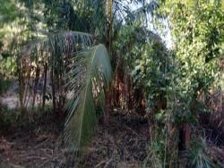 Chácara para Venda em Antônio Dias - 3